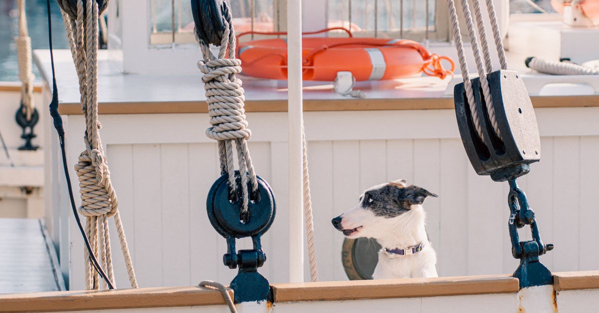 Dog Sloop Cute Dog on a Sailboat Deck with Ropes and Lifebuoy · Free Stock Photo
