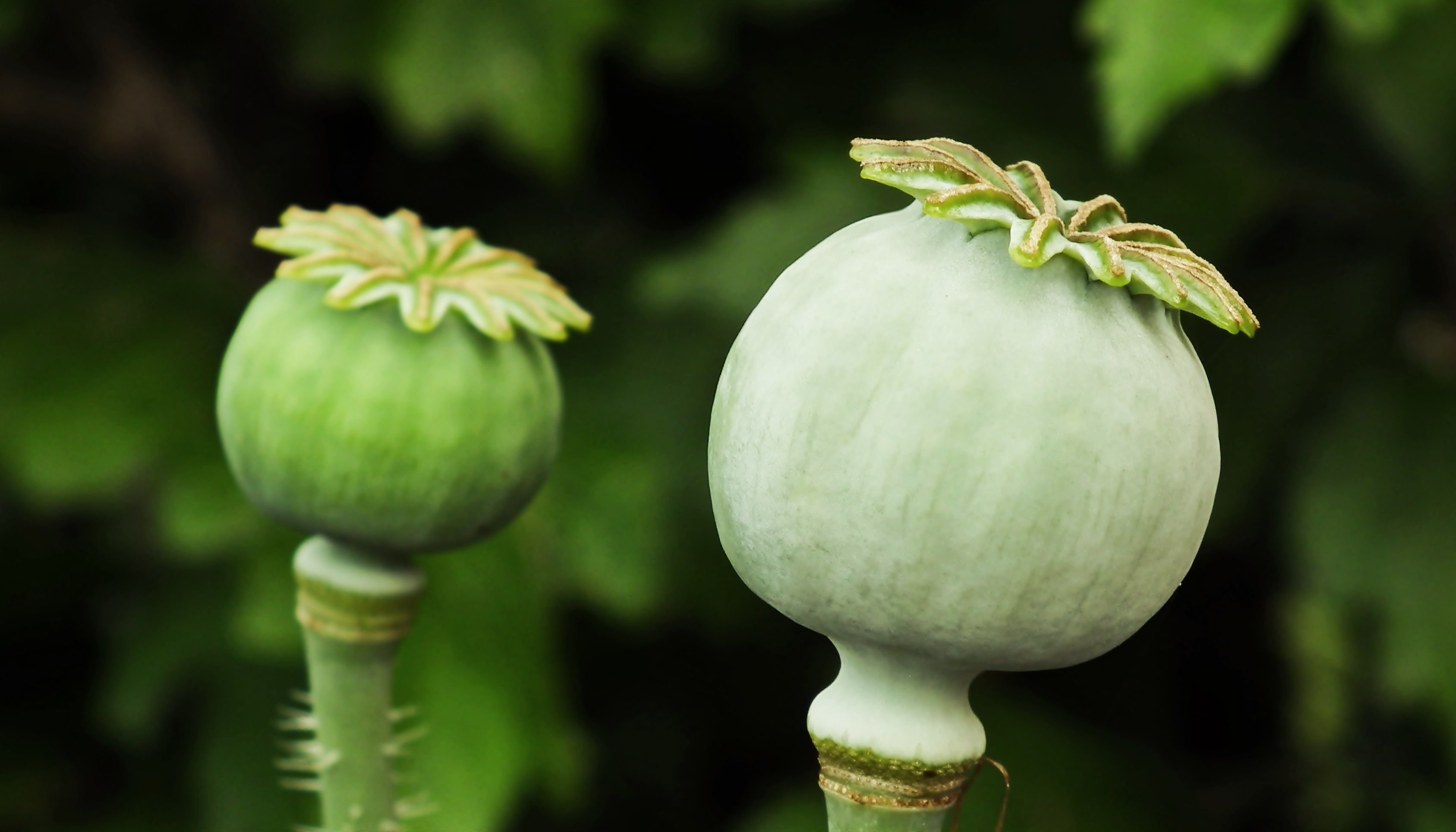 Oil seeds; poppy seeds, whether or not broken