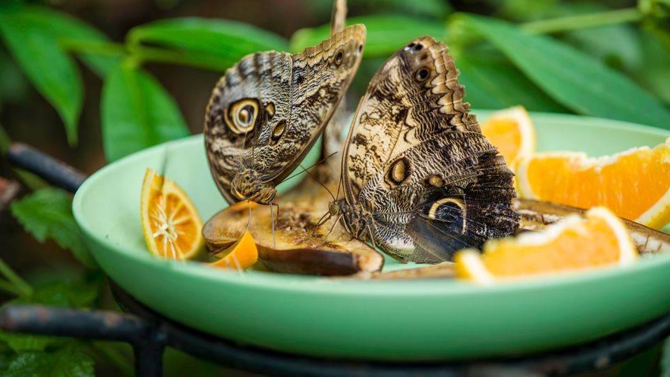 Boa Arcoíris del Serpentario Maravillas Tropicales, conocida entre los visitantes como Houdini