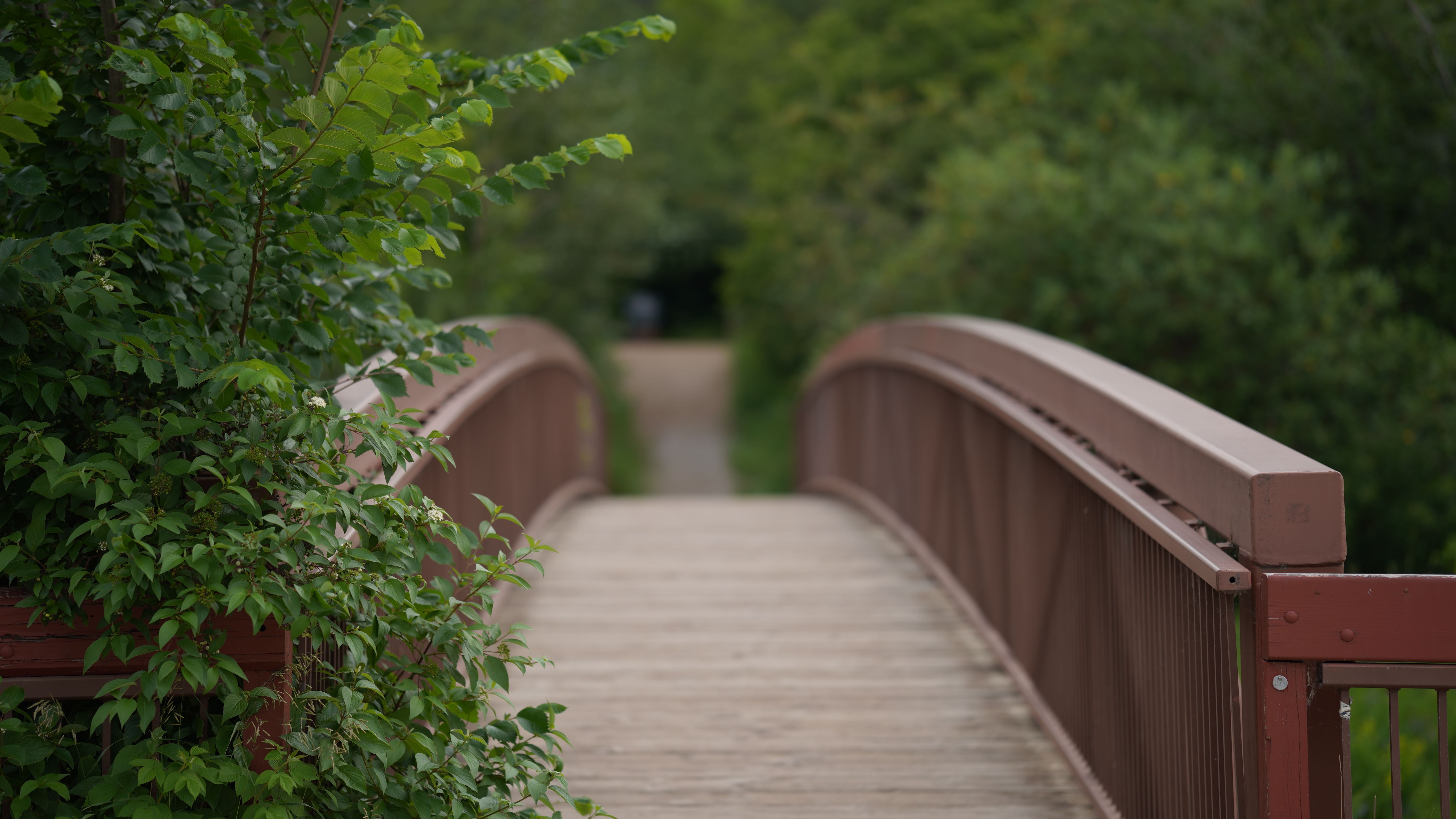 Tranquil Wooden Bridge in Canadian Park · Free Stock Photo