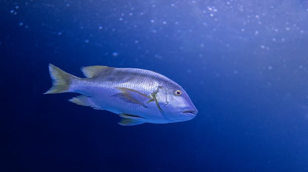 Close-up of a colorful fish gliding through an aquarium's blue water backdrop.