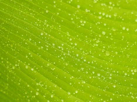 Close-up of a vibrant green leaf with water droplets, showcasing natural texture and freshness.