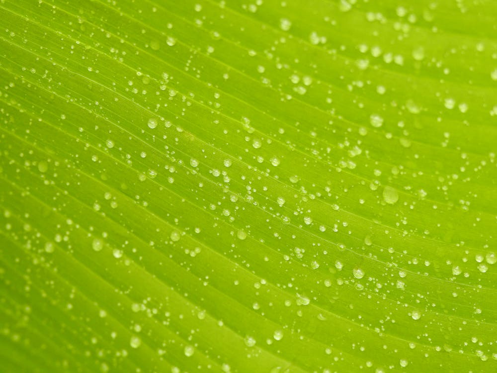 Close-Up Photo of Leaf With Droplets of Water