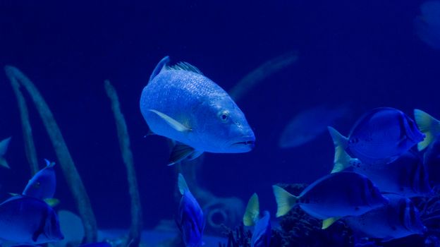 Captivating underwater scene showcasing diverse fish swimming in an aquarium's ambient blue light.