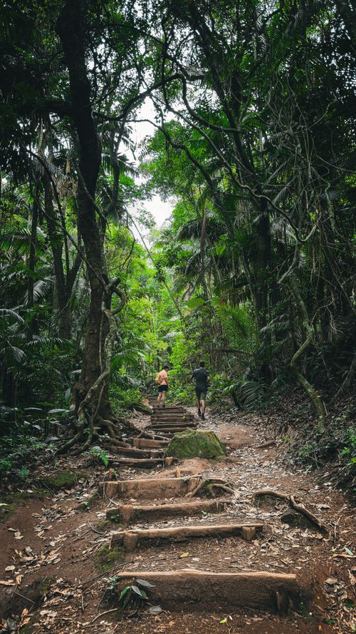 Free A serene walk through a tropical forest trail in São Paulo, Brazil, featuring two hikers. Stock Photo