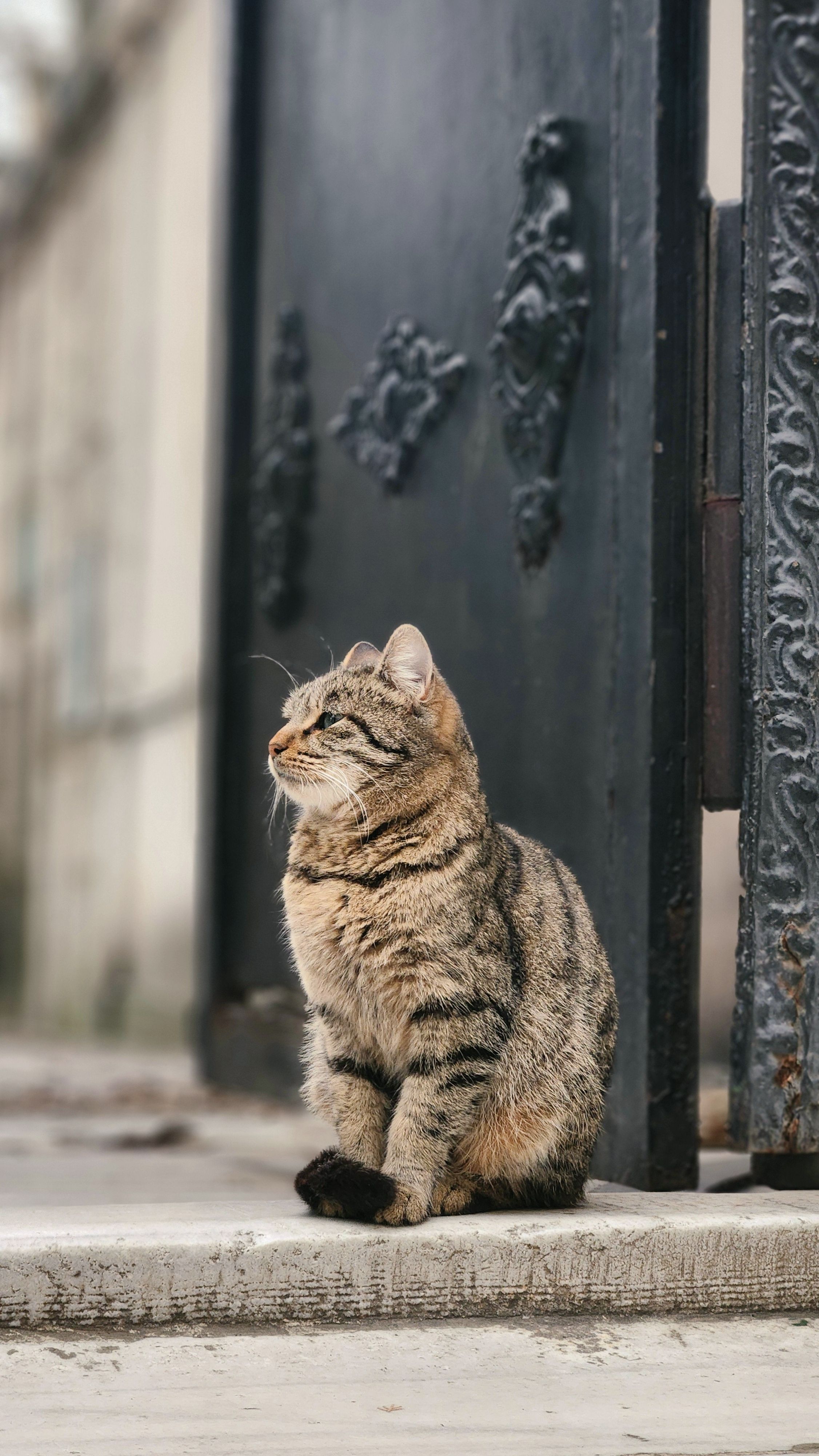 Cat+Eating+Chips+While+Hiding+In+Windows+11+Wallpaper Photos, Download ...