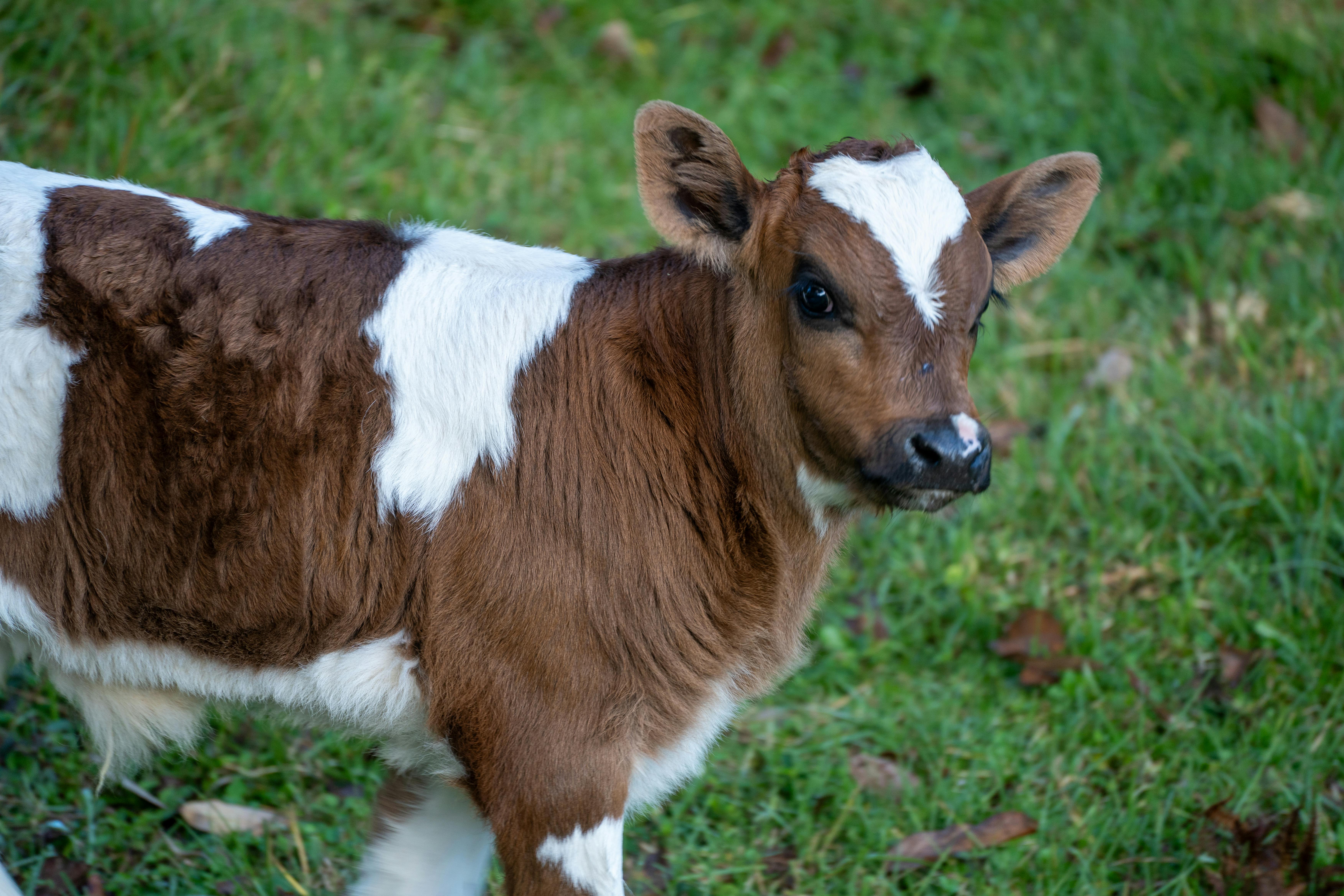 The Pinterest Cash Cow