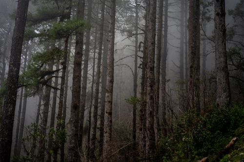 Free A dense, misty pine forest in Huehuetenango, Guatemala, offering a mysterious and tranquil scene. Stock Photo