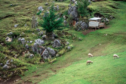 Peaceful hillside with grazing sheep and rustic shelter in Chiantla, Guatemala.