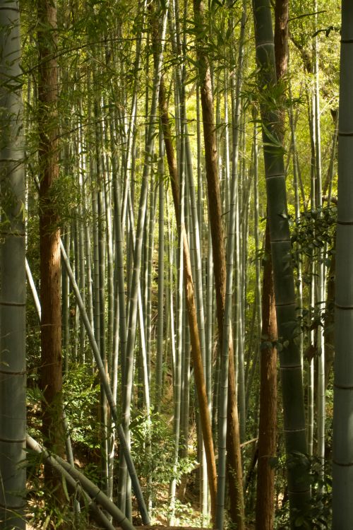 Free Peaceful view of a lush bamboo forest in Japan under natural sunlight. Stock Photo