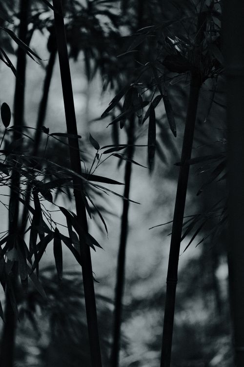 Free Tranquil monochrome image of a bamboo forest, evoking a peaceful, natural ambiance. Stock Photo