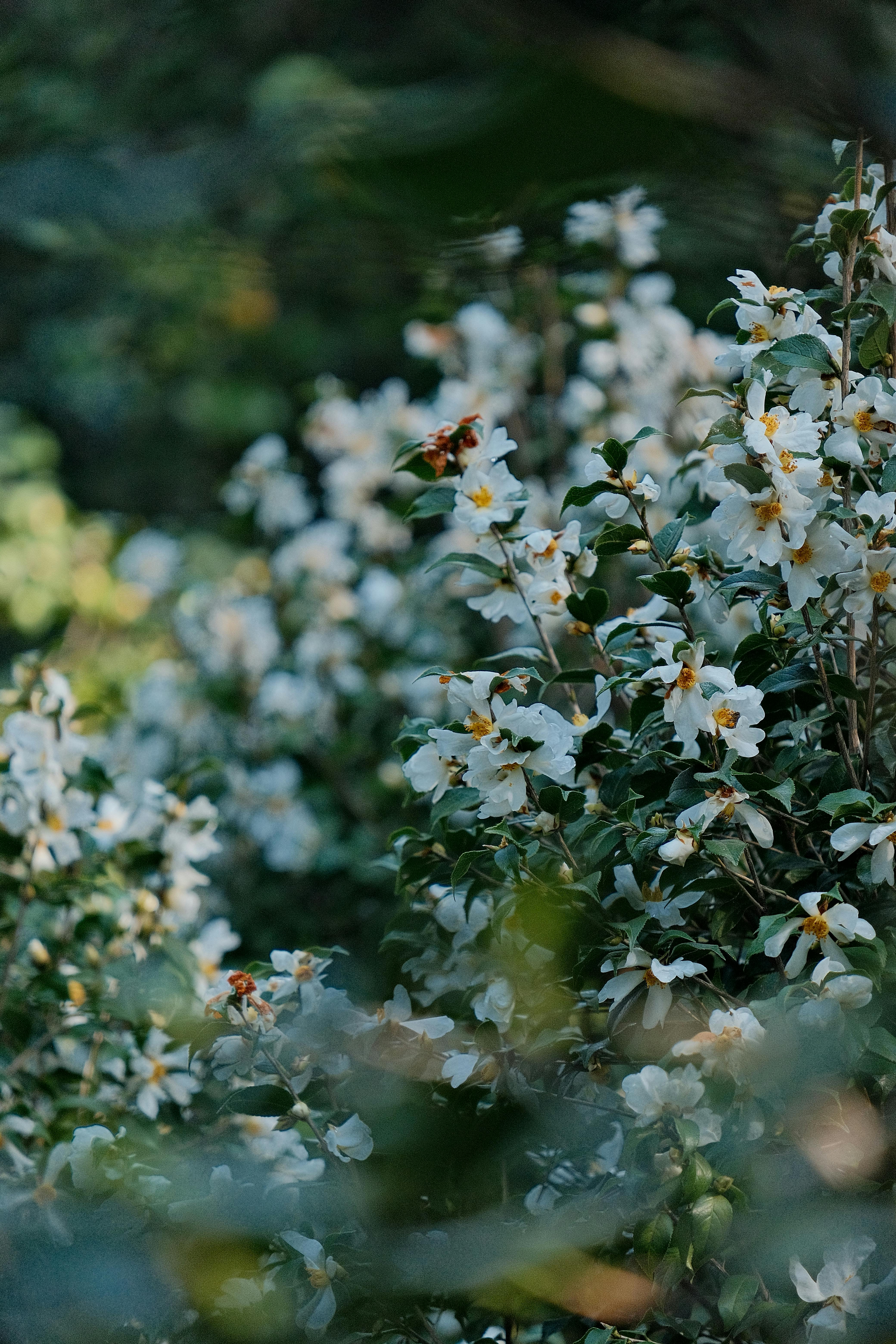 [ColoSach]-a-serene-view-of-white-flowers-blooming-in-a-lush,-green-garden-during-daylight.