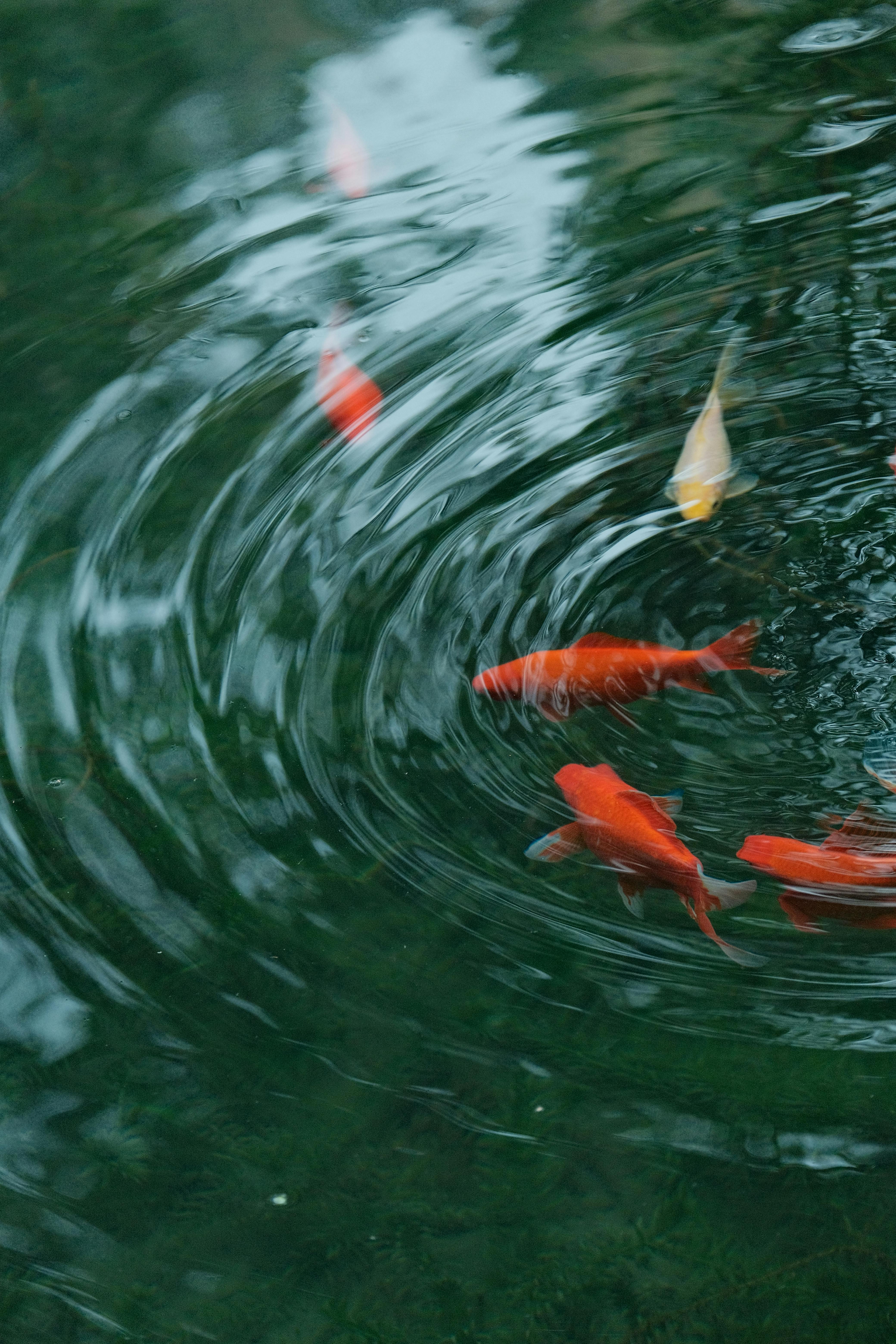 Colorful koi fish create ripples as they swim gracefully in a serene pond.