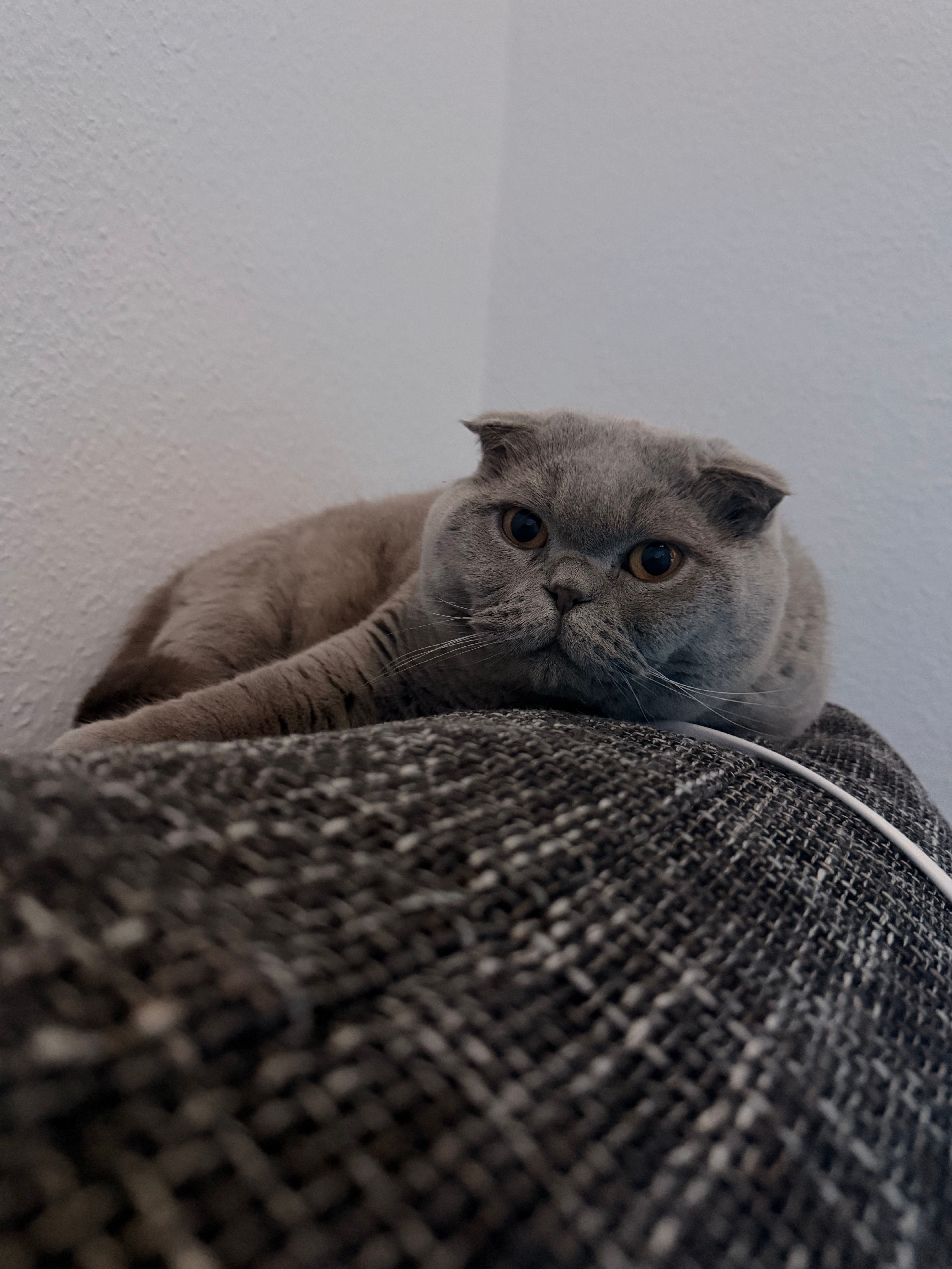 A Scottish Fold cat comfortably perched on a couch indoors, showcasing its distinctive folded ears.
