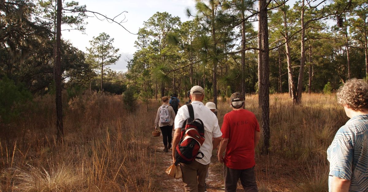 People hiking through a forest in Gainesville, Florida, exploring nature and scenery.