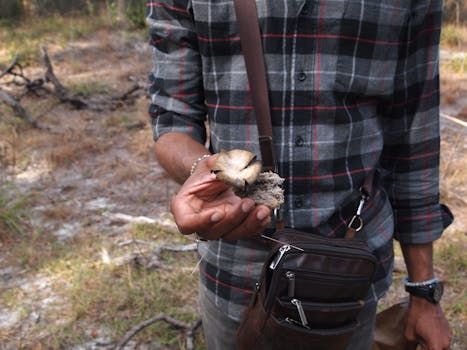 Free stock photo of botany, hunt, mushroom