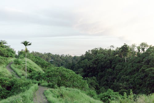 Free stock photo of bali, balinese, enjoy