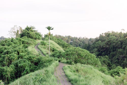 Free stock photo of bali, balinese, enjoy