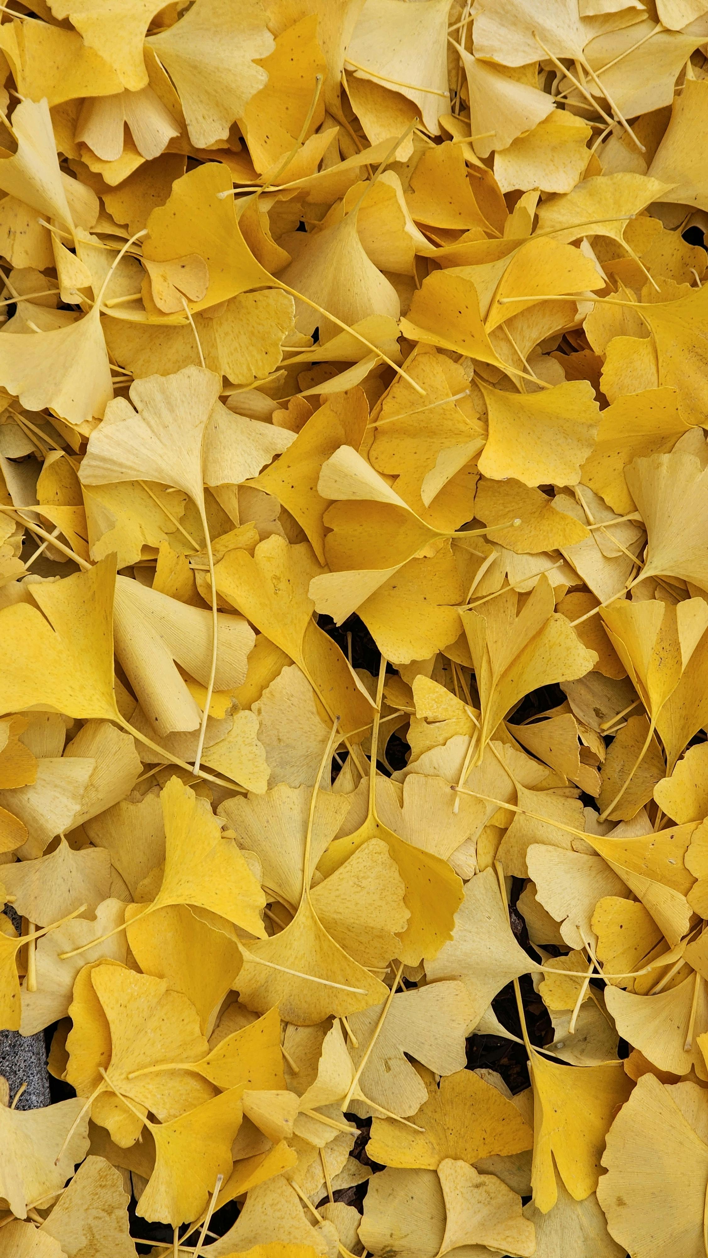 Ginkgo