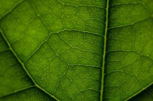 Free Detailed macro shot of a green leaf showing intricate vein patterns. Stock Photo