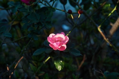 Free A vivid pink rose illuminated by sunlight amid dark green foliage in a garden. Stock Photo