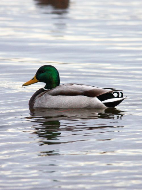 Free Majestic mallard duck gliding on serene water, showcasing vibrant plumage. Stock Photo
