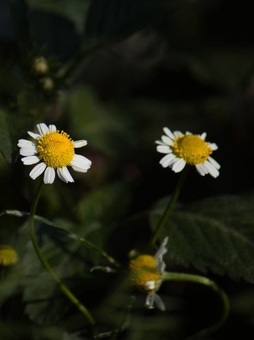Free Vibrant yellow and white chamomile flowers blooming against a dark green foliage background. Stock Photo