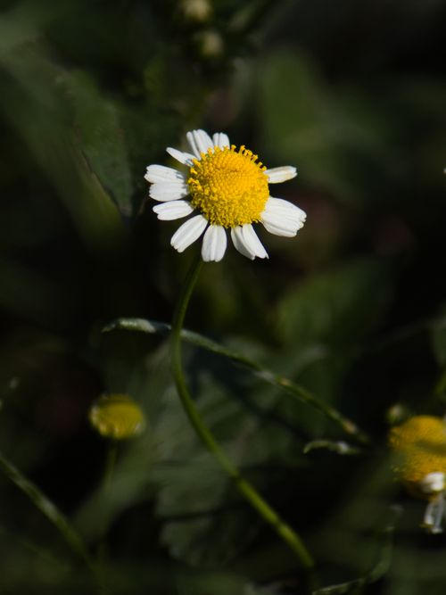 Free Vivid close-up of a chamomile flower with a bright yellow center and white petals in Mexico's natural setting. Stock Photo