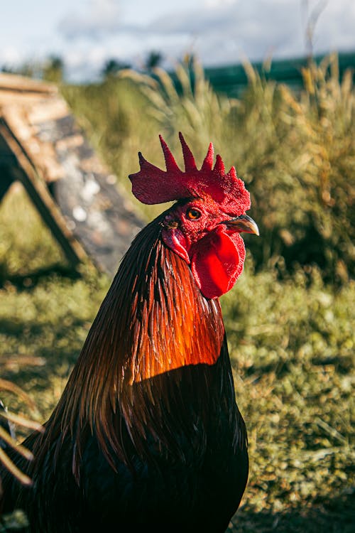 Shallow Focus Photography of Chicken