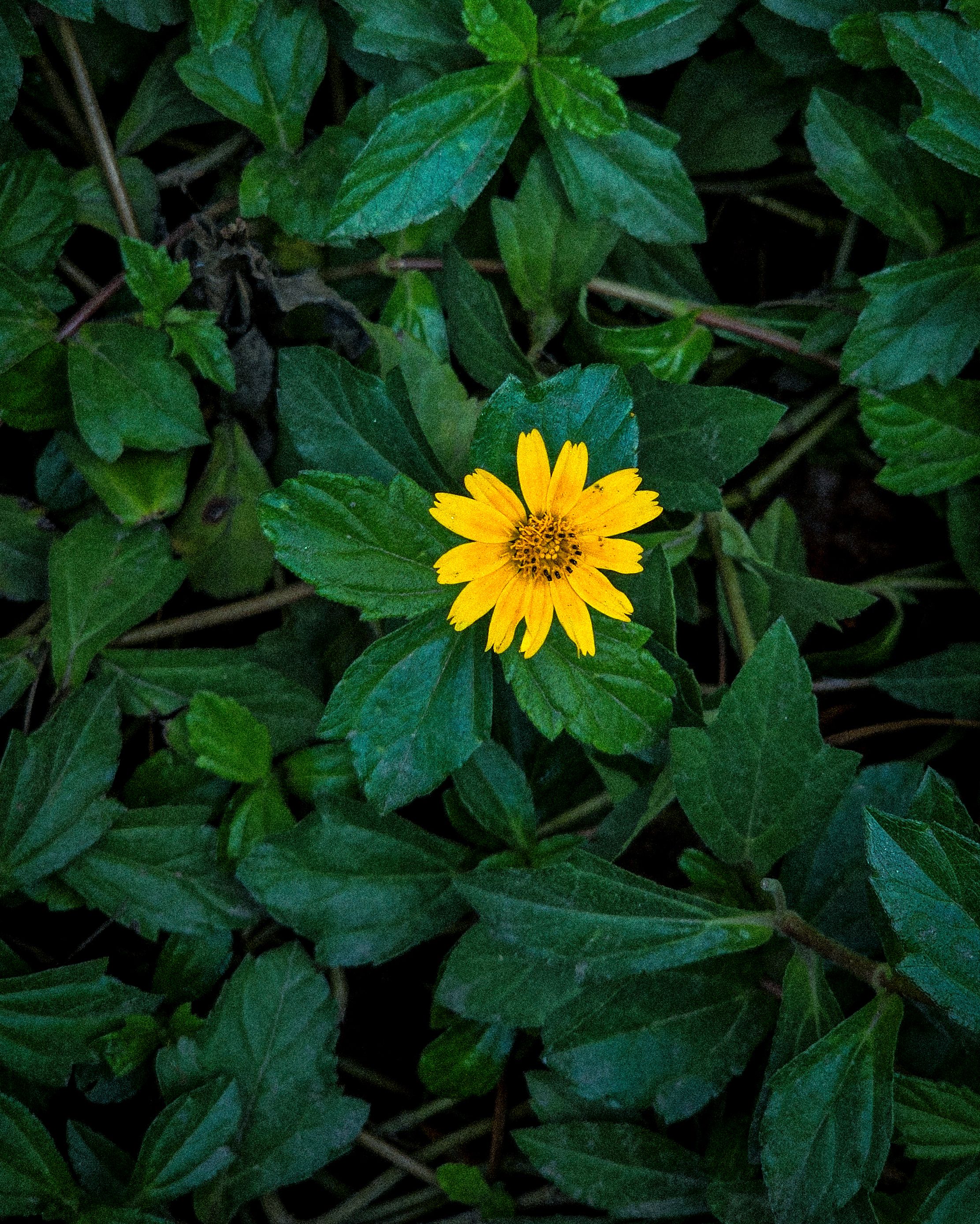 Fotomural Una flor amarilla vívida destaca sobre hojas verdes oscuras, capturando la esencia de la naturaleza y la tranquilidad.