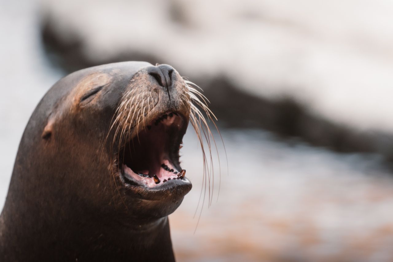 a sea lion with mouth wide open displaying its whiskers and teeth in a