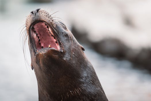 Captivating image of a sea lion with mouth wide open at the beach, showing detailed whiskers and marine wildlife behavior.