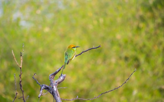 A colorful green bee-eater bird perched on a branch against a blurred natural background.