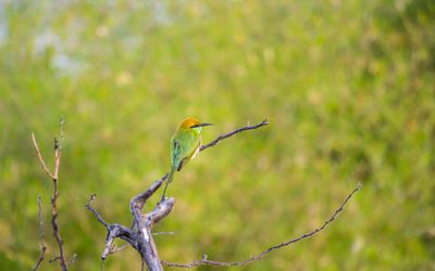 I Found a Fledgling on My Patio and Almost Killed It With Kindness