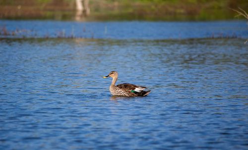 Free A peaceful duck swimming in a tranquil lake surrounded by natural scenery. Stock Photo
