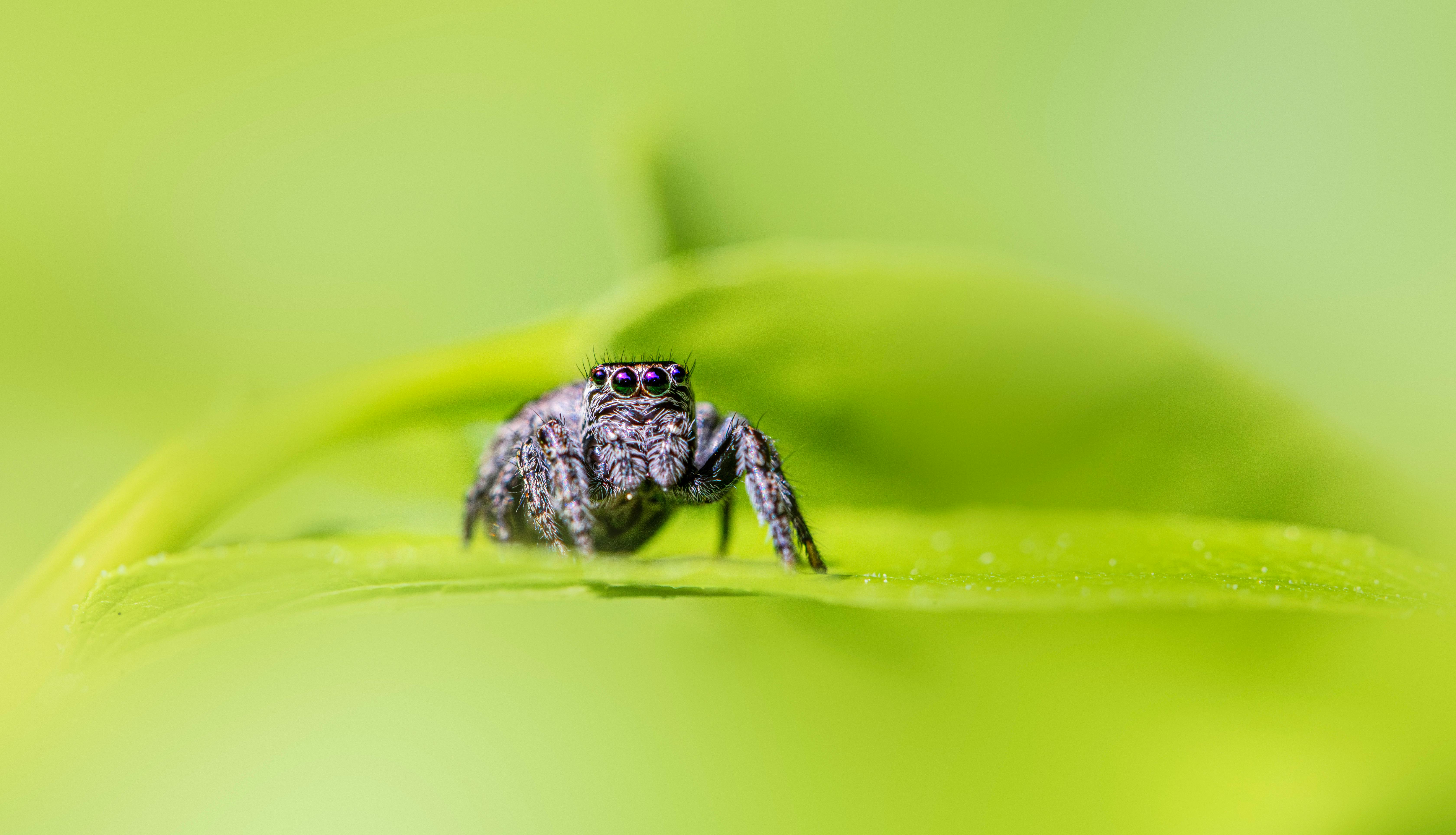 Close-up of a jumping spider on a vibrant green leaf in natural setting.