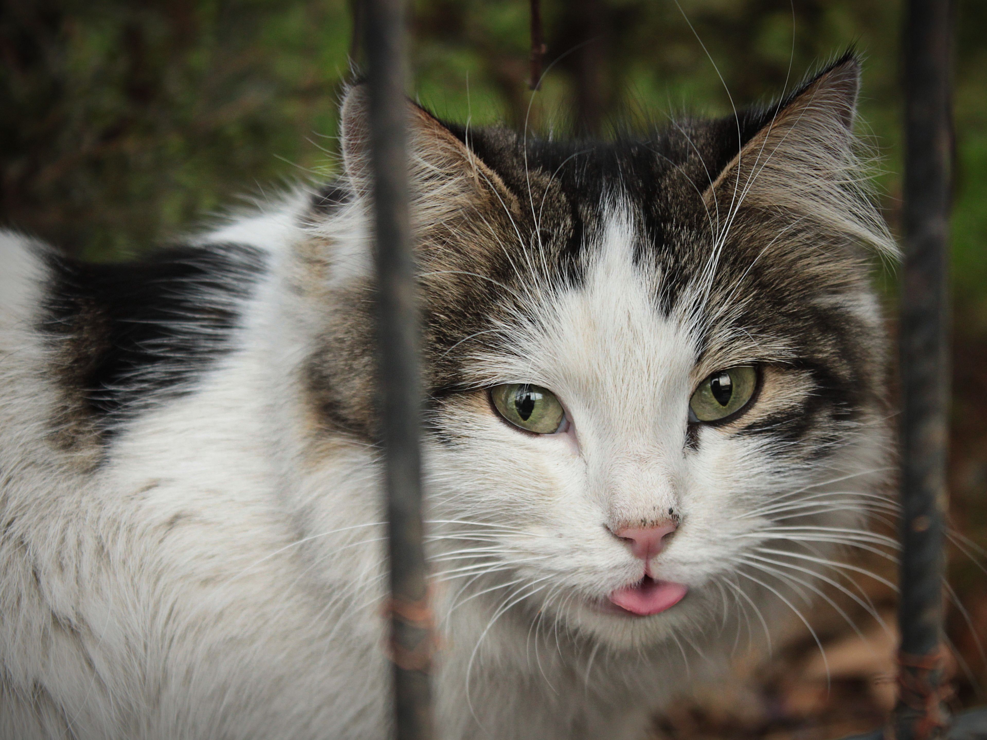 Veterinary care for a cat