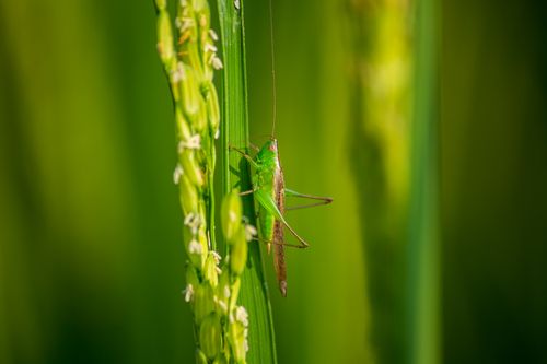 Free Detailed macro shot of a green grasshopper perched on lush green vegetation in open nature. Stock Photo