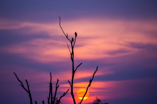 A tranquil scene capturing a bird perched on a branch against a vibrant sunset sky.