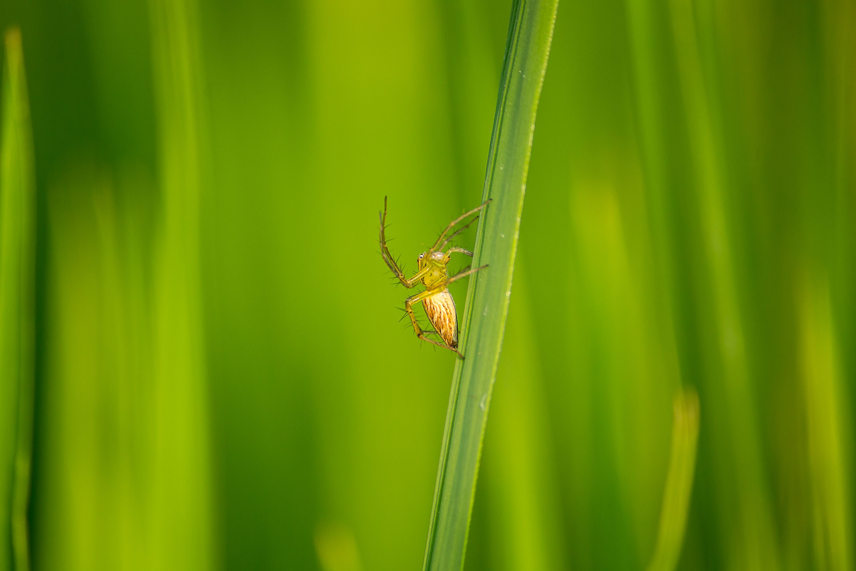 Senpai Spider Photos, Download The BEST Free Senpai Spider Stock Photos ...