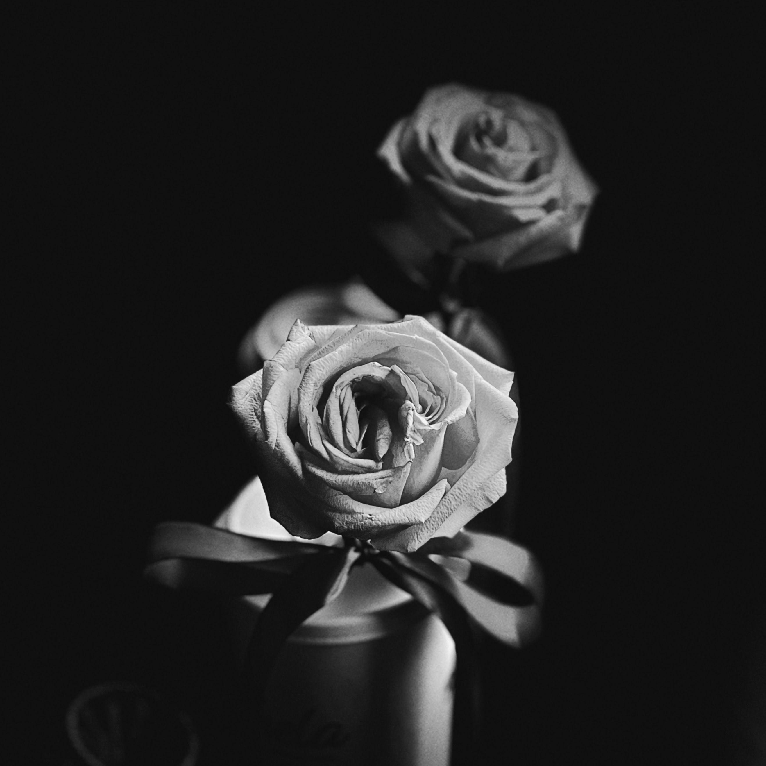 Close-up of elegant roses in black and white with a decorative ribbon, creating a classic and moody atmosphere.