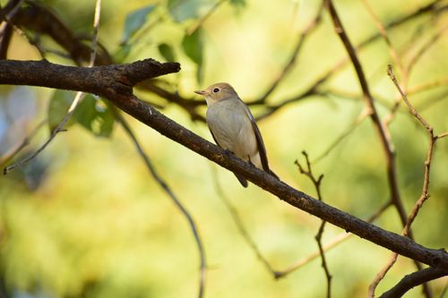 Free A small bird rests on a branch in a sunlit forest, showcasing natural beauty. Stock Photo