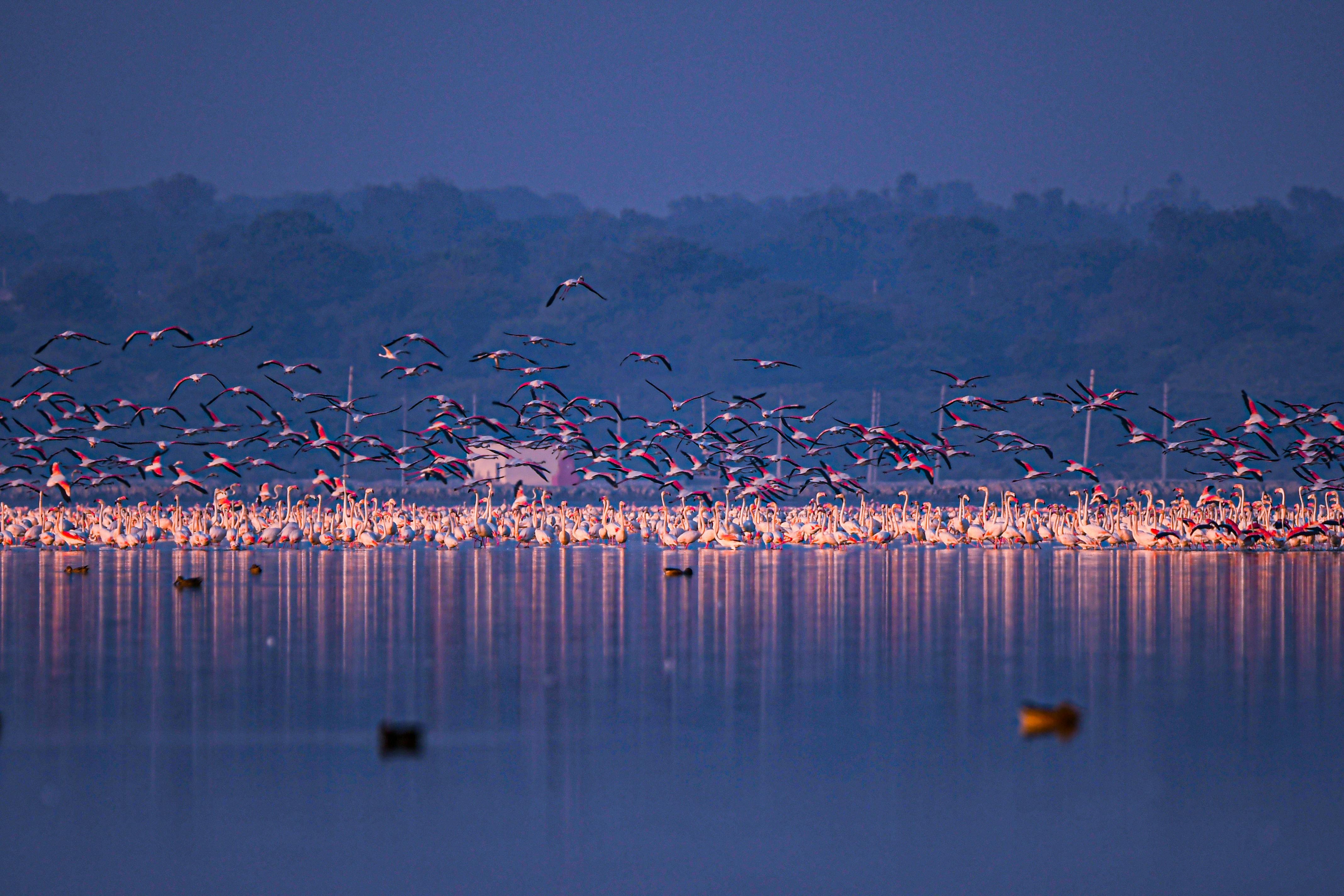 The Alphabet Of Birds