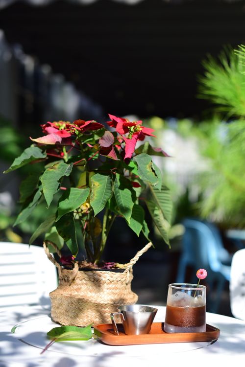 Free A vibrant poinsettia plant next to an iced coffee on a sunny outdoor table, capturing a warm and relaxing atmosphere. Stock Photo