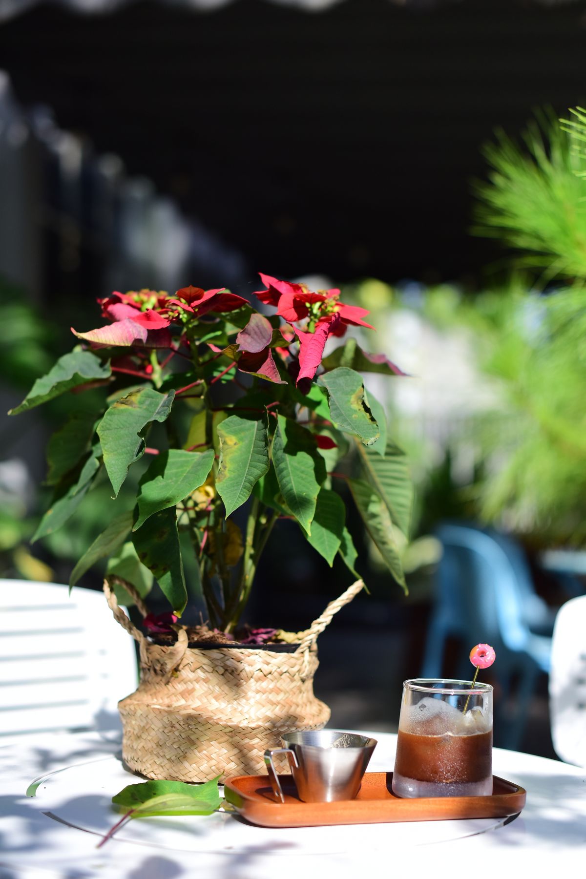 Poinsettia plant in a woven basket
