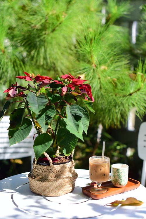 Free A sunny outdoor scene with a poinsettia plant and drinks on a table. Stock Photo