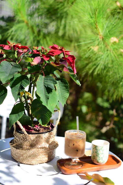 Free An outdoor table with a poinsettia plant, iced coffee, and tea. Stock Photo
