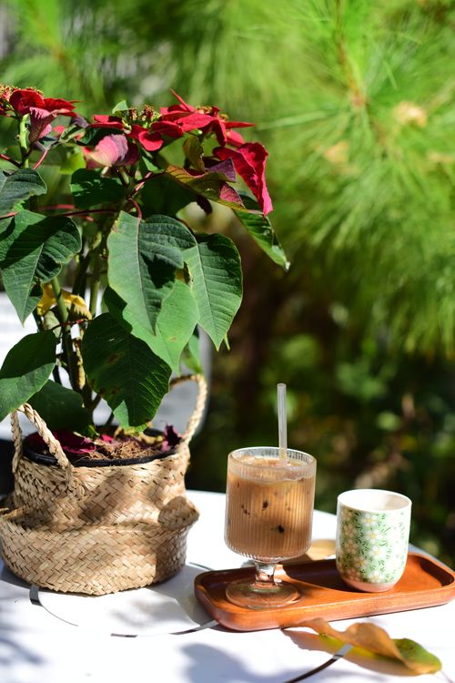 Free Potted poinsettia with iced coffee and tea cup on a wooden tray outdoors on a sunny day. Stock Photo
