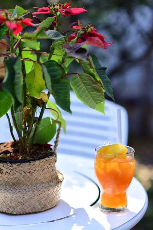 Free Poinsettia plant with a refreshing orange beverage on a white table outdoors, in sunlight. Stock Photo