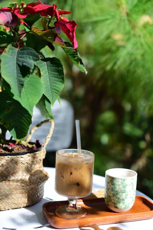 Free Iced coffee with vibrant poinsettia in a sunny outdoor setting, perfect for a refreshing break. Stock Photo